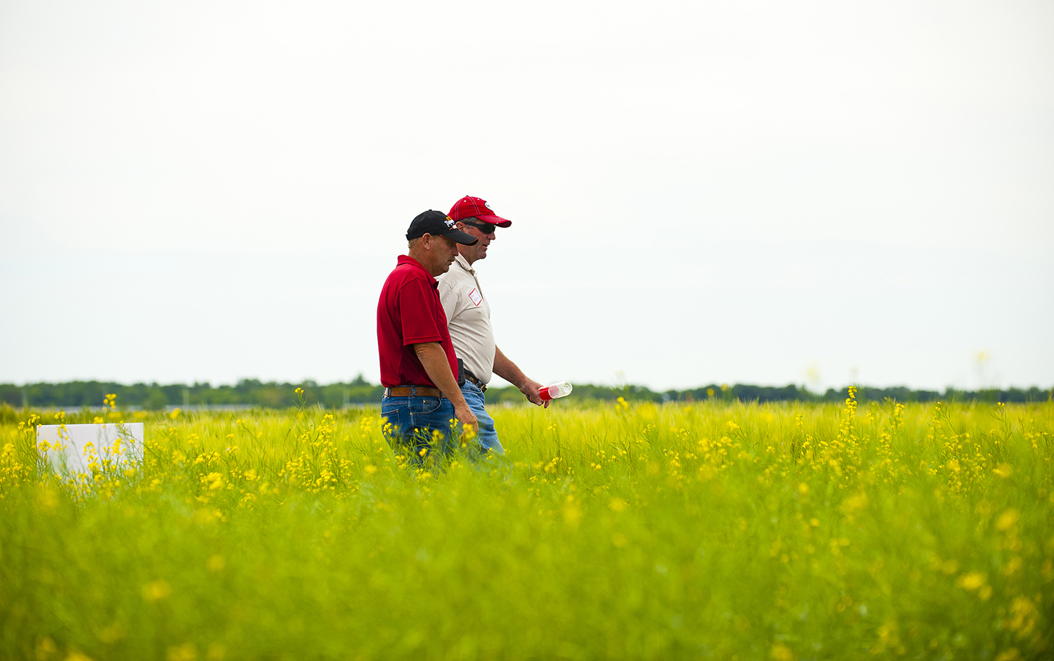 Featured image for “Strengthening Canola Exports with Producer Customers”